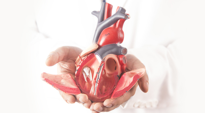 Cardiothoracic  & Vascular Surgery
