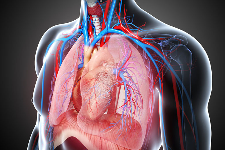 Cardiothoracic  & Vascular Surgery